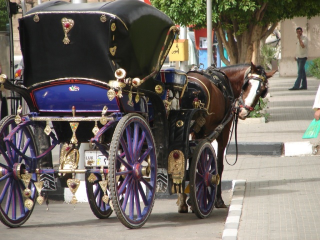 2008/03(March)/AroundTheWorld/Egypt/Luxor/640x480_Luxor city street.What did you just say to me.jpg